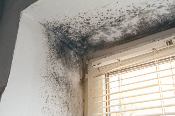 Affordable Black Mold Remediation solutions in Akron, NY